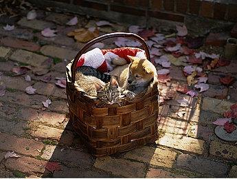 育碧中国任命多个职位 强化高级领导团队架构 